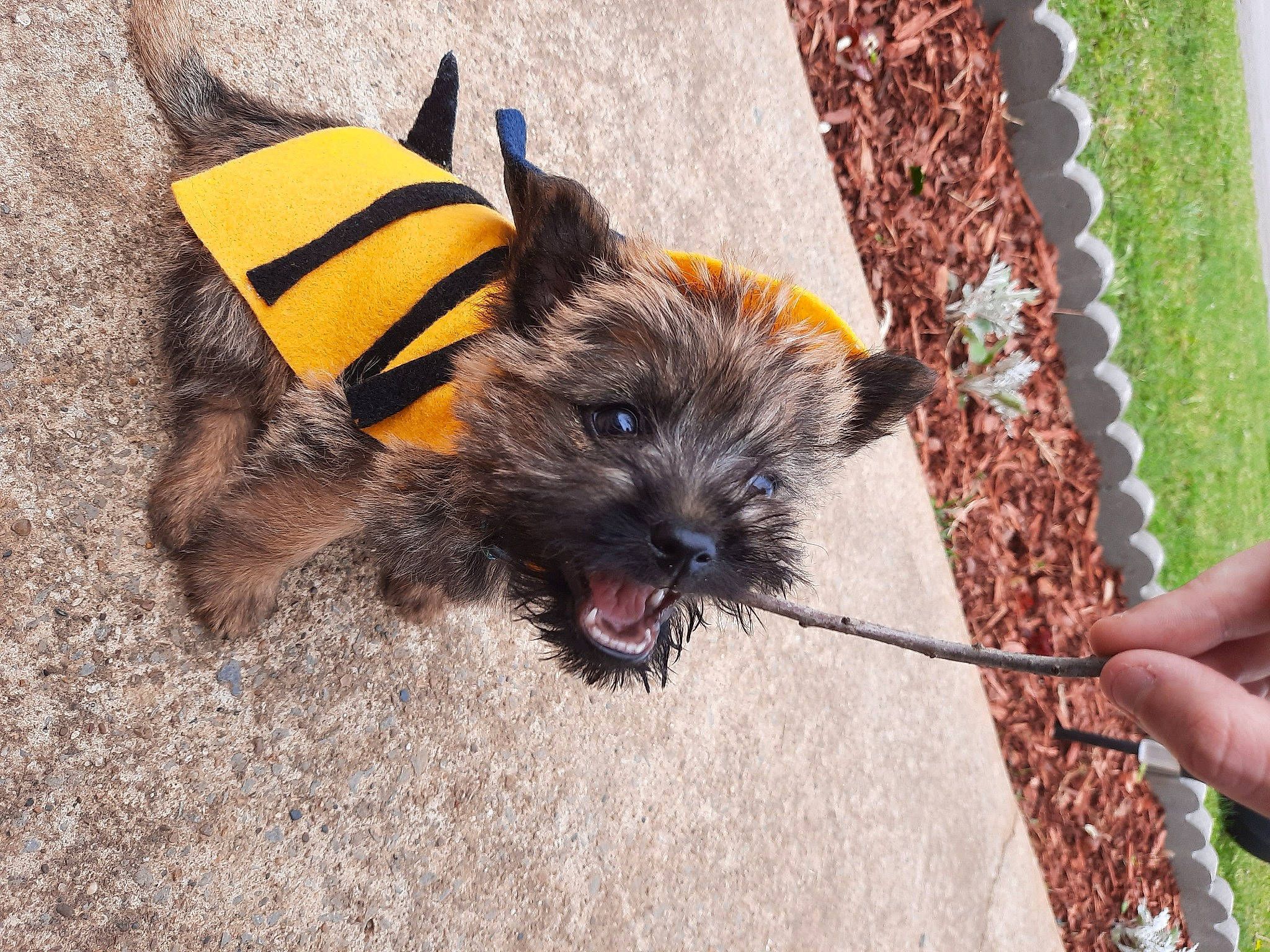 Sweetie Pie joined the competition — help win amazing prizes! border_terrier, cairn_terrier, canidae, carnivore, dog, dog_breed, mammal, norwich_terrier, puppy, rare_breed_dog, small_terrier, sporting_group, terrier, vertebrate