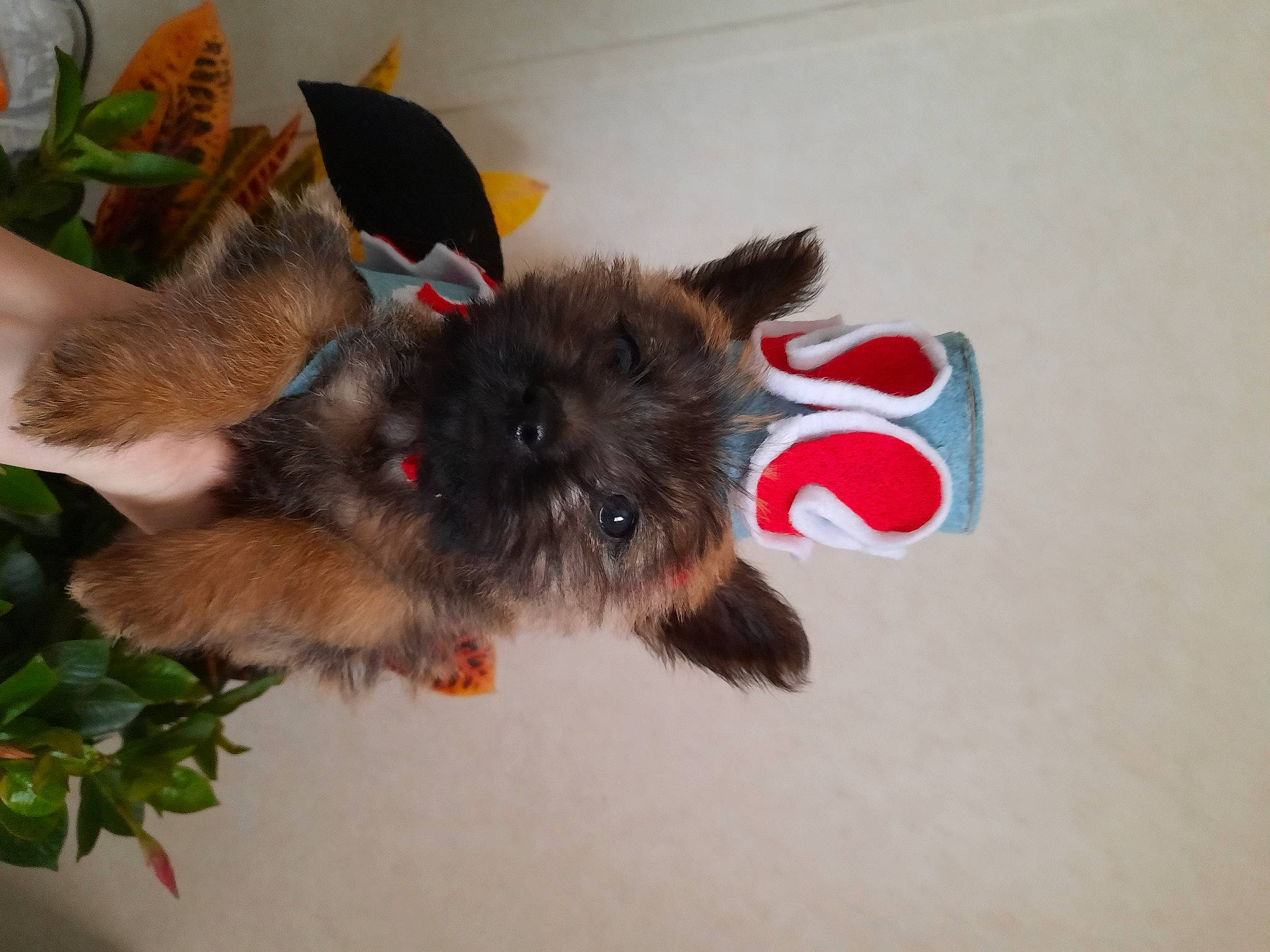 Sweetie Pie joined the competition — help win amazing prizes! cairn_terrier, canidae, carnivore, dog, dog_breed, fawn, mammal, norwich_terrier, puppy, rare_breed_dog, small_terrier, terrier, toy_dog, yorkshire_terrier