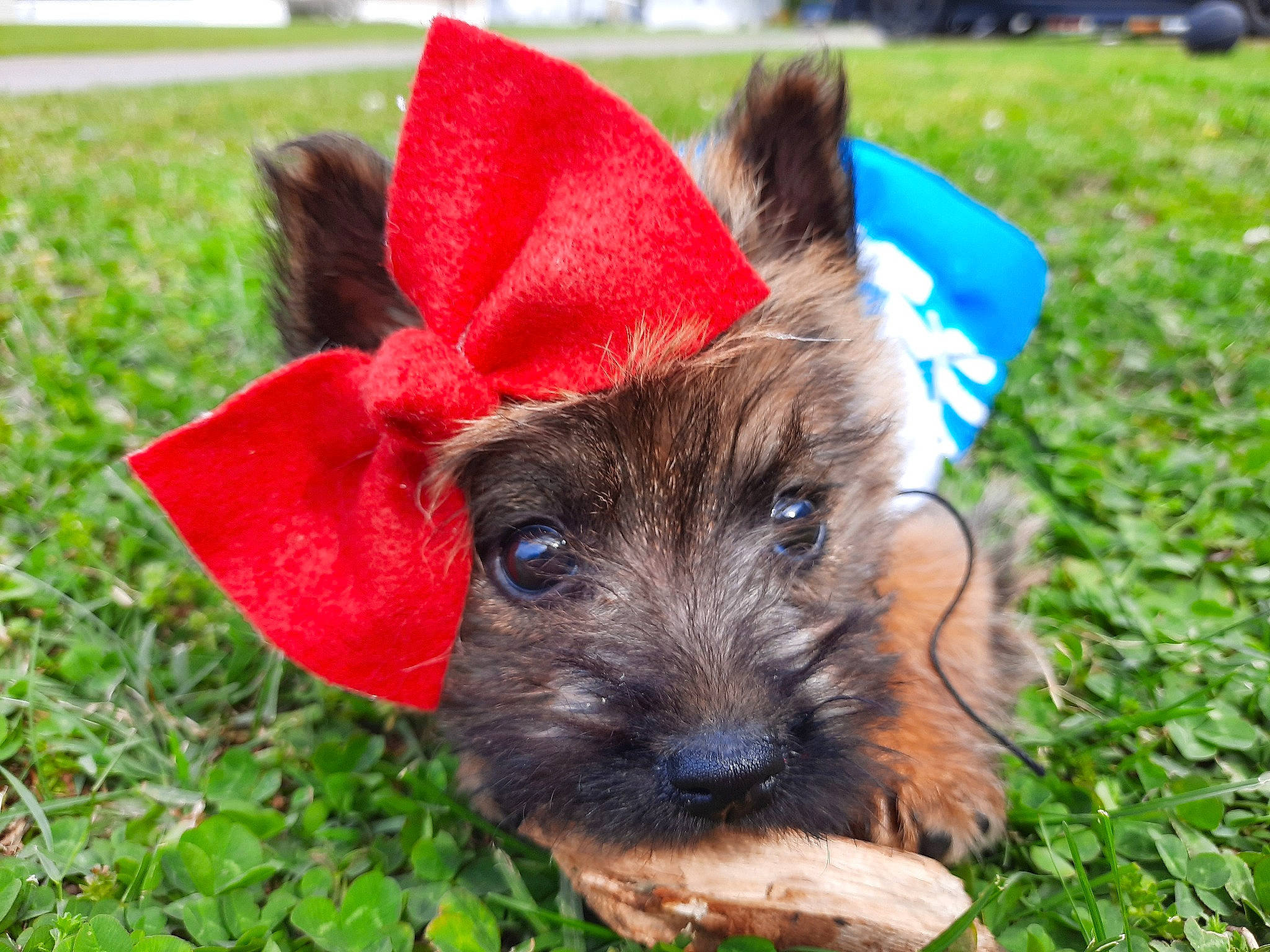 Sweetie Pie is registered to the contest to win money with this photo: cairn_terrier, canidae, carnivore, companion_dog, dog, dog_breed, ear, mammal, puppy, rare_breed_dog, small_terrier, snout, terrier, vertebrate