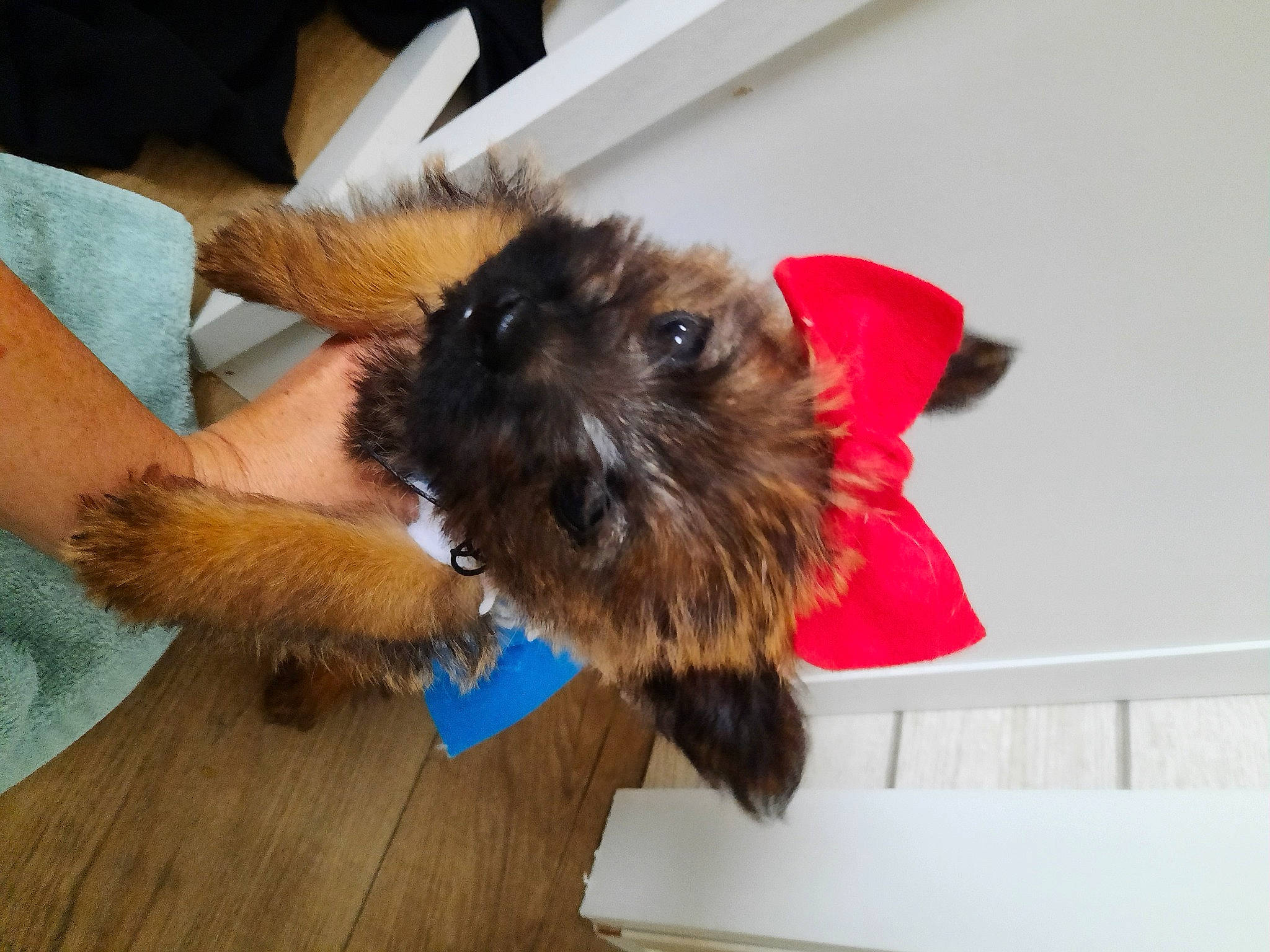 Sweetie Pie joined the competition — help win amazing prizes! border_terrier, cairn_terrier, canidae, carnivore, chinese_imperial_dog, companion_dog, dog, dog_breed, griffon_bruxellois, irish_soft_coated_wheaten_terrier, lhasa_apso, mammal, norfolk_terrier, norwich_terrier, puppy, shih_tzu, small_terrier, snout, sporting_lucas_terrier, terrier