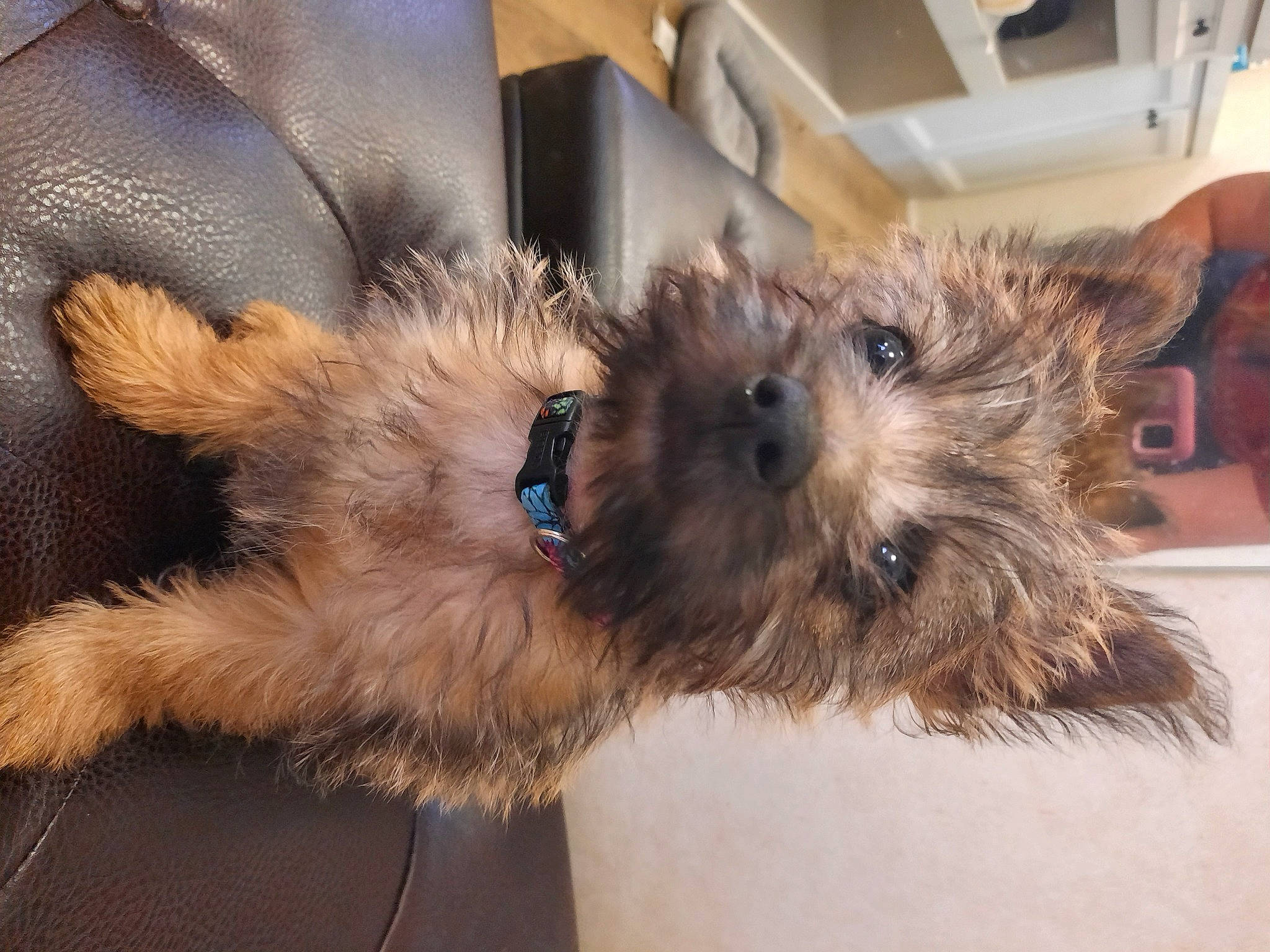 Sweetie Pie is registered to the contest to win money with this photo: australian_terrier, cairn_terrier, canidae, carnivore, companion_dog, dog, dog_breed, glen_of_imaal_terrier, mammal, norwich_terrier, puppy, rare_breed_dog, schnoodle, small_terrier, snout, terrier, toy_dog, vertebrate, yorkipoo, yorkshire_terrier