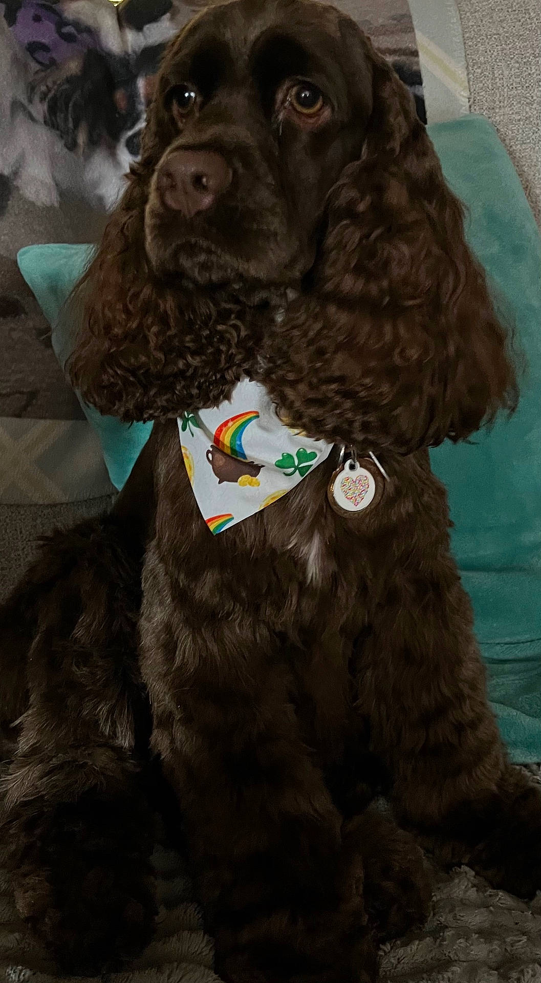 Norrah joined the competition — help win amazing prizes! accessory, bandana, blanket, brown_fur, close_up, collar, couch, cozy, curly_fur, dog, domestic_animal, eyes, indoor, long_ears, nose, paws, pet_portrait, pillow, sitting, tag