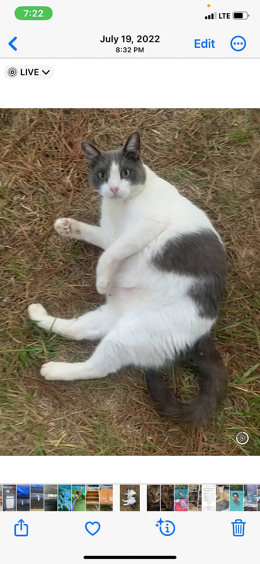 Albert joined the competition — help win amazing prizes! carnivore, cat, domestic_short_haired_cat, felidae, foot, fur, grass, paw, plant, sitting, small_to_medium_sized_cats, snout, tail, terrestrial_animal, whiskers