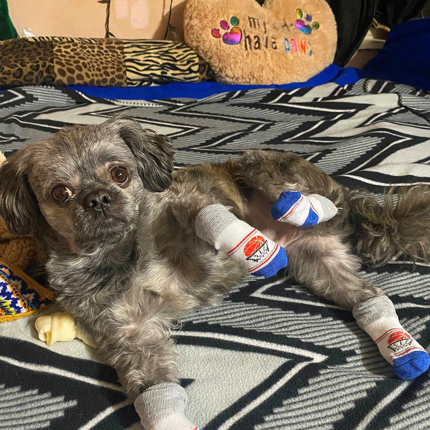 Rainbow joined the competition — help win amazing prizes! animal, ball, canine, clothing, couch, cushion, dog, football, furniture, glove, homedecor, hosiery, person, pet, puppy, soccer, sock, sport, tennis, tennisball