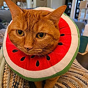 Joonie joined the competition — help win amazing prizes! animal, blanket, cat, closeup, cozy, cute, domestic_cat, ears, eyes, feline, fur, home, indoor, living_room, nose, orange_cat, pet, soft_texture, watermelon_collar, whiskers