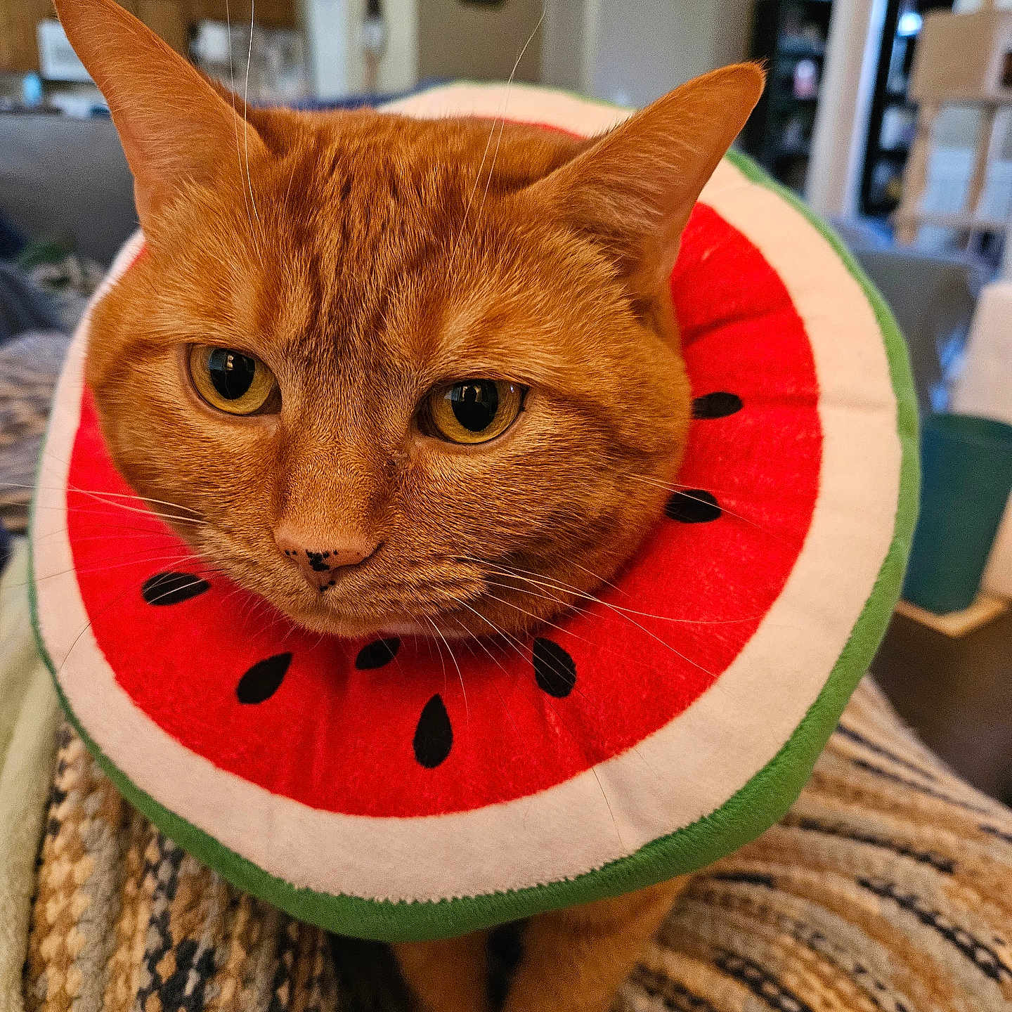 Joonie
