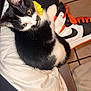 Purdita is registered to the contest to win money with this photo: cat, kitten, black_and_white, flower_collar, shoe, sneaker, orange_laces, cushion, indoor, pet, fur, whiskers, animal, cute, resting, looking_away, yellow_flower, floor_tiles, close_up, domestic