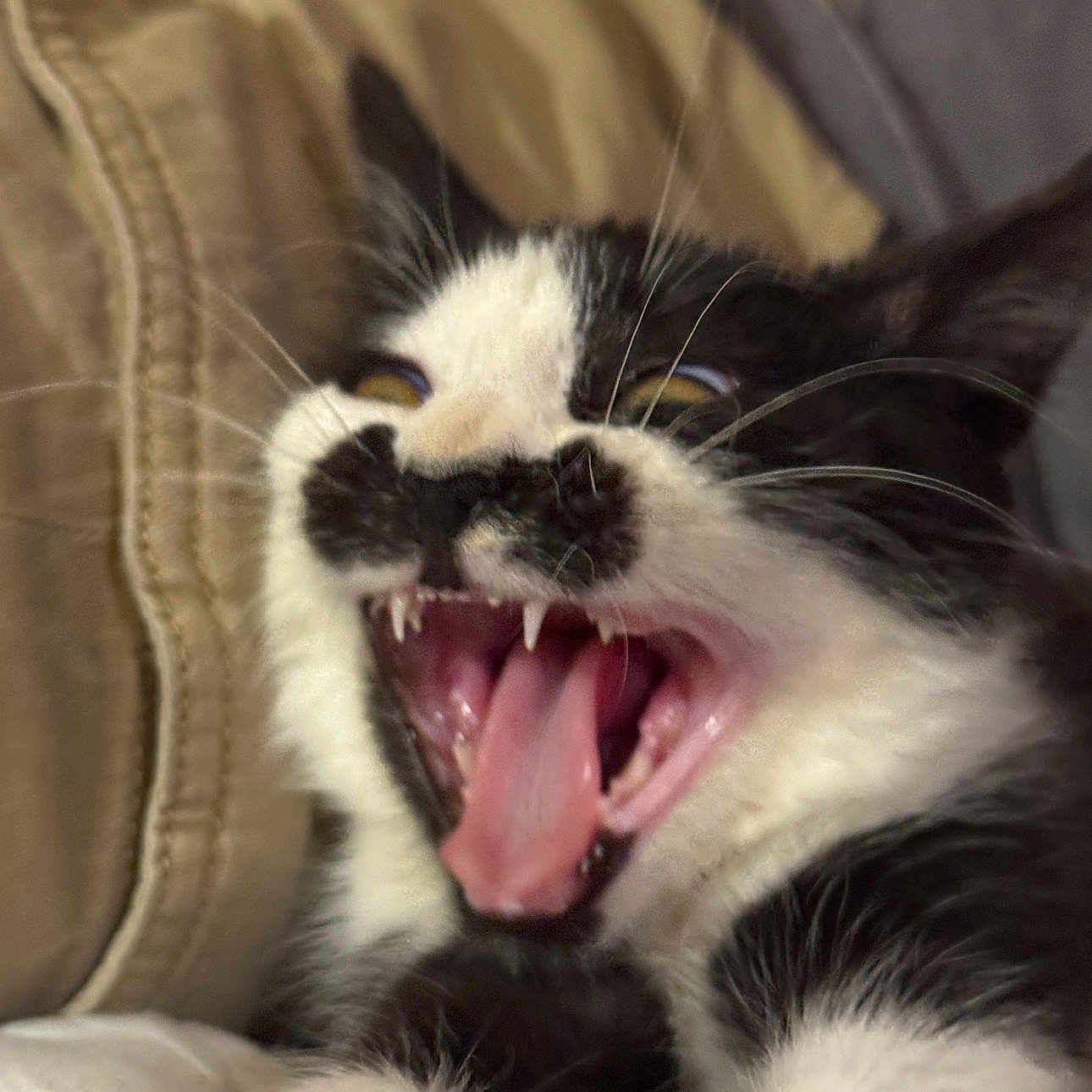 Purdita joined the competition — help win amazing prizes! animal, black_and_white, blurred_background, cat, close_up, cute, ear, expression, fabric, feline, fur, indoor, mouth_open, nose, paw, pet, resting, teeth, tongue, whiskers