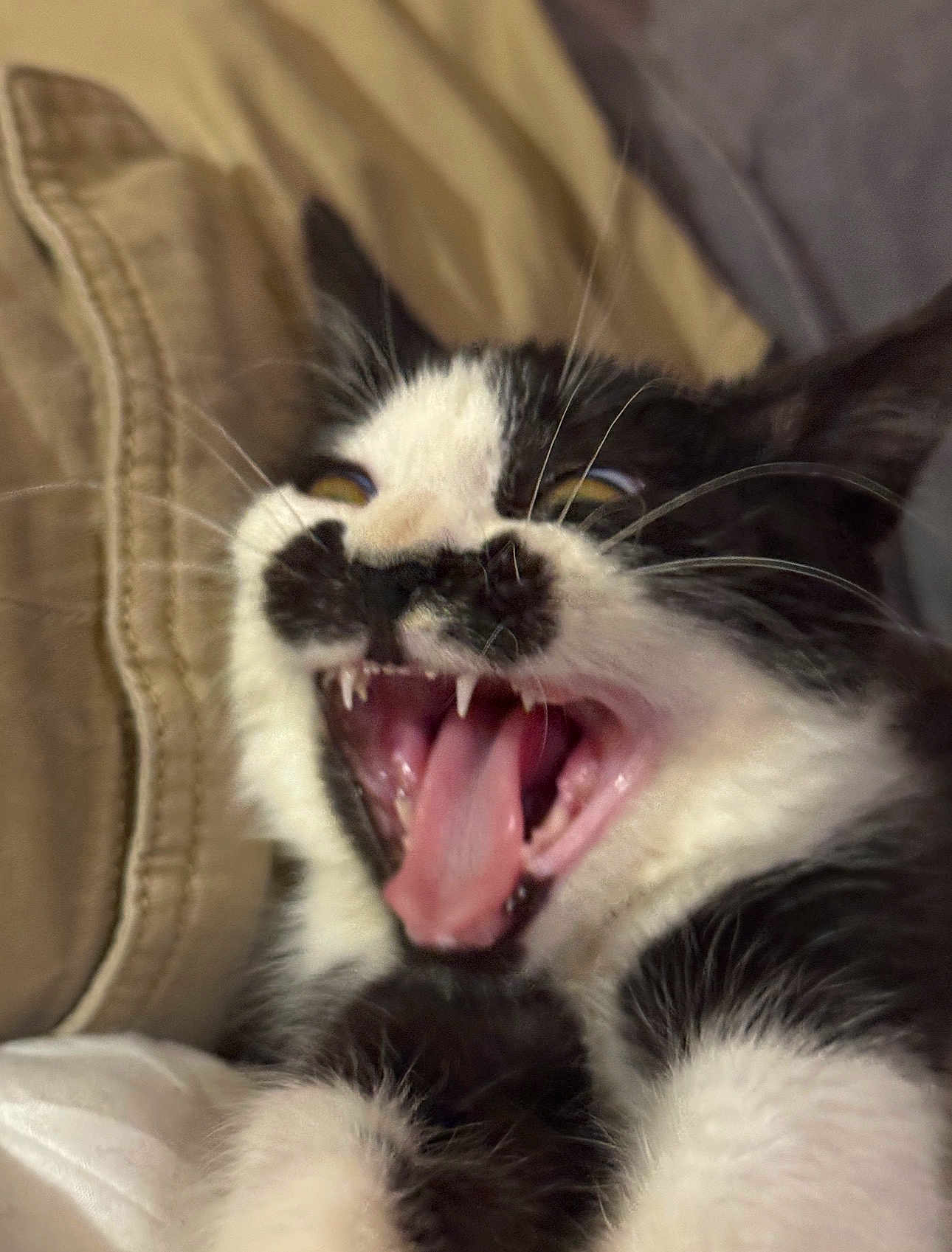 Purdita joined the competition — help win amazing prizes! cat, black_and_white, close_up, mouth_open, teeth, tongue, fur, whiskers, pet, animal, indoor, fabric, blurred_background, cute, feline, expression, resting, ear, nose, paw