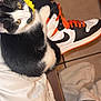 kitten, cat, black_and_white, flower, yellow_flower, lap, person, leggings, sneakers, orange_laces, white_shoe, black_shoe, indoor, tile_floor, pet, cute, animal, resting, curious, close_up