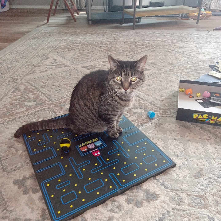 Cali is registered to the contest to win money with this photo: animal, carpet, cat, curious, floor, furniture, game_board, home, indoor, light, pac_man, pet, playing, relaxed, shelf, sitting, striped, tabby_cat, window, yellow_eyes