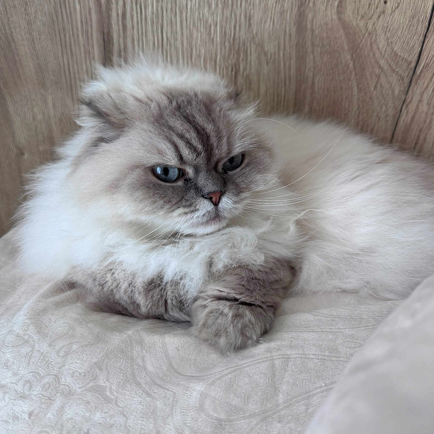 Hedwige participe au concours pour gagner de l'argent avec cette photo : animal, blue_eyes, cat, closeup, cozy, cute, domestic_cat, feline, fluffy, fur, indoor, laying, mammal, pet, portrait, relaxed, resting, whiskers, white_fabric, wooden_background