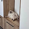Hedwige a rejoint le concours — aidez-le/la à gagner de superbes lots ! animal, blue_eyes, calm, cat, cozy, cute, domestic, feline, fluffy_cat, fur, furniture, home, indoor, lounging, modern_interior, pet, relaxing, resting, sitting, wooden_cabinet