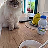 Hedwige participe au concours pour gagner de l'argent avec cette photo : bottle, bowl, breakfast, cat, cereal, chair, coca_cola_bottle, curtains, domestic, fluffy, food, indoor, lemon_container, milk, pet, spoon, table, viva_milk, window, wooden_table