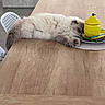 cat, chair, cozy, decor, domestic_animal, fluffy_cat, furniture, home, household, indoor, lemon_container, modern_interior, pet, plate, relaxed, resting_cat, sleeping_cat, table, tabletop, wooden_table