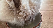 Hedwige participe au concours pour gagner de l'argent avec cette photo : animal, bowl, cat, close_up, cozy, cream_colored, decorative, domestic_animal, drinking, ear, feline, fluffy, fur, head, indoor, pet, quiet, side_view, table, wood