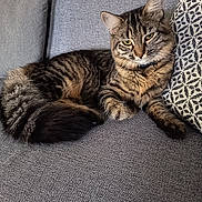 Bella participe au concours pour gagner de l'argent avec cette photo : cat, tabby, fluffy, fur, striped, pet, animal, sitting, lying_down, sofa, couch, cushion, indoor, home, portrait, close_up, green_eyes, whiskers, ears, relaxed