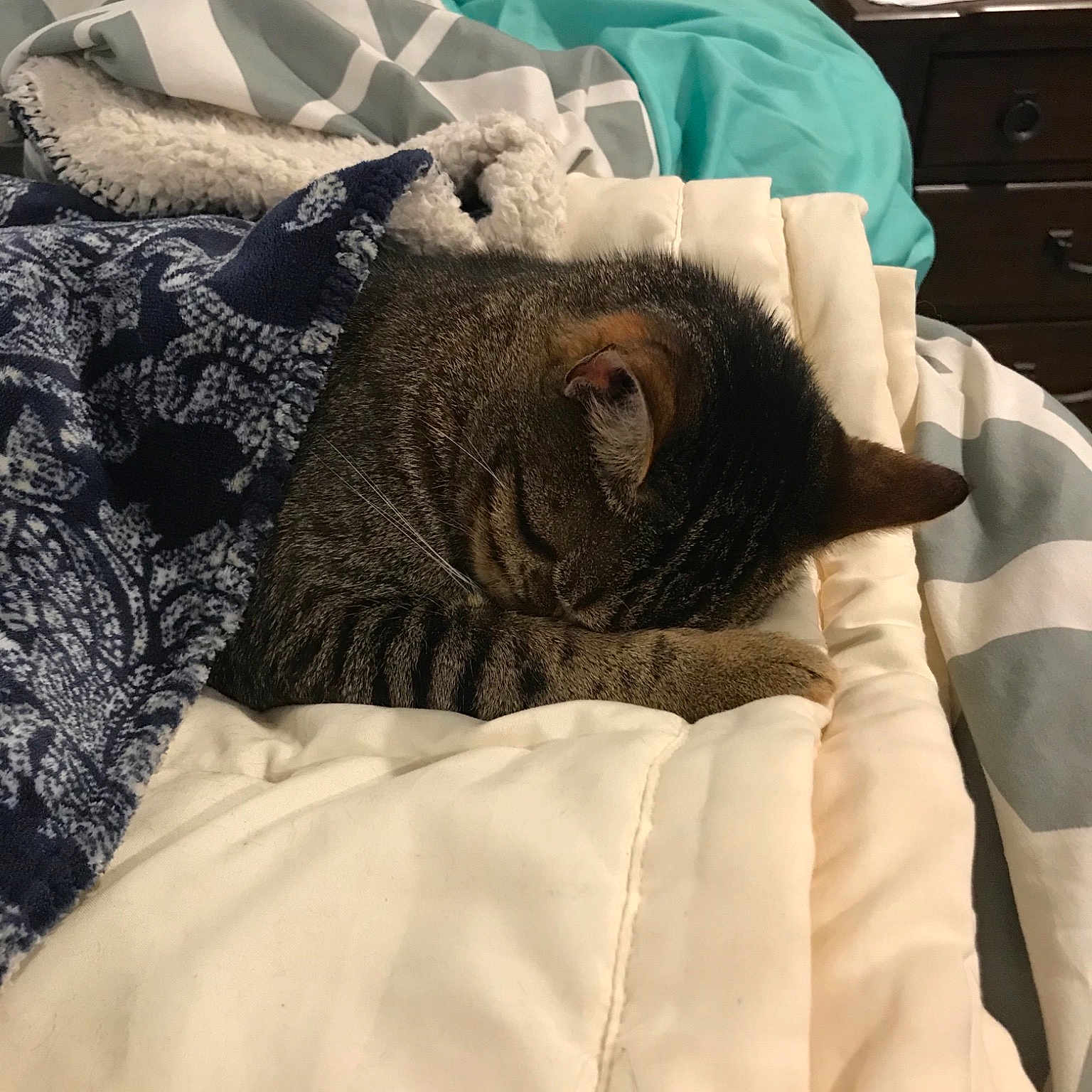 Nayla joined the competition — help win amazing prizes! carnivore, cat, felidae, fur, linens, nap, room, sleep, small_to_medium_sized_cats, whiskers