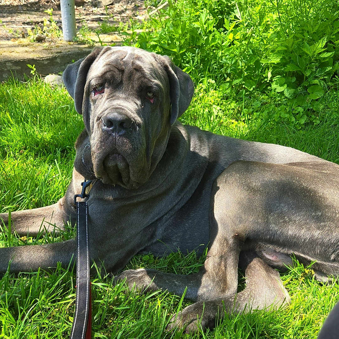 Eeyore Damon Madness