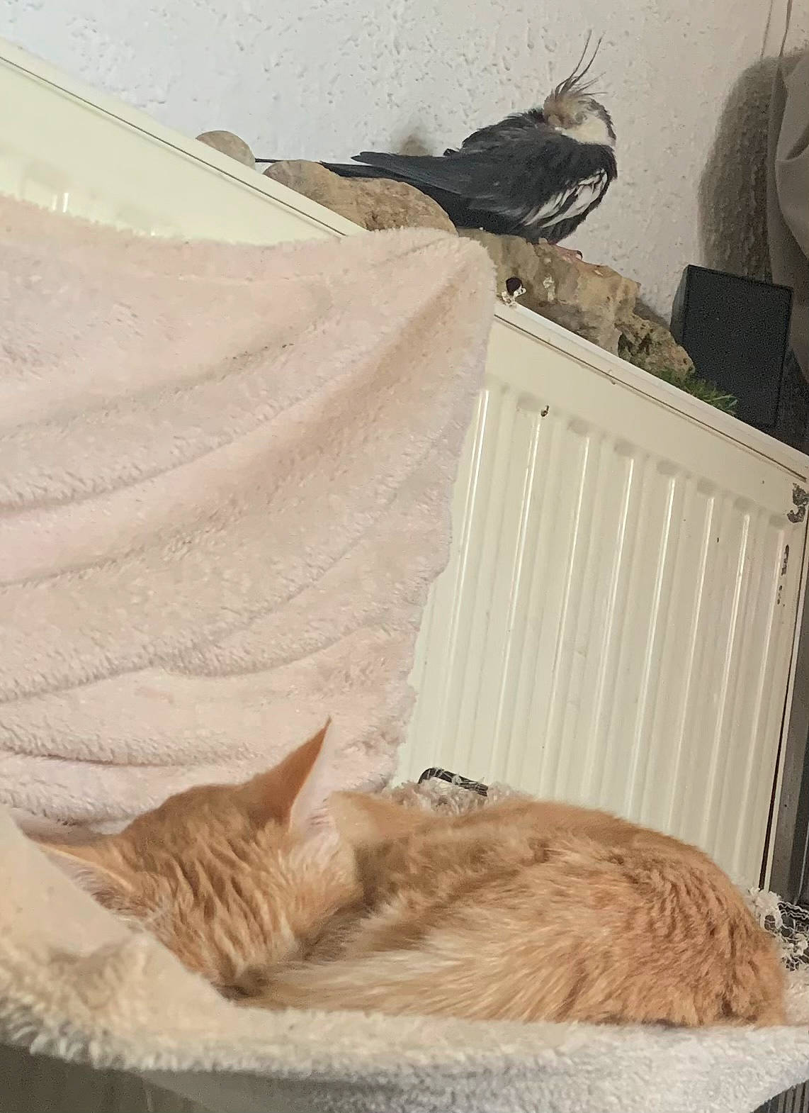 Kirby a rejoint le concours — aidez-le/la à gagner de superbes lots ! carnivore, cat, comfort, domestic_short_haired_cat, fawn, felidae, fur, hardwood, linens, nap, paw, room, sitting, small_to_medium_sized_cats, tail, textile, vertebrate, whiskers, window, wood