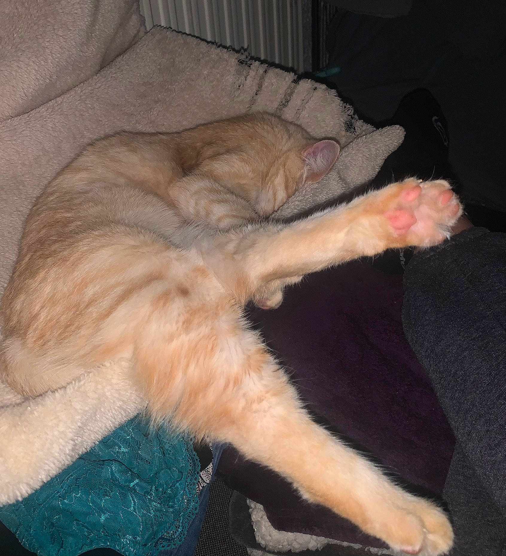 Kirby participe au concours pour gagner de l'argent avec cette photo : bed, canidae, carnivore, cat, claw, comfort, companion_dog, dog_breed, duvet, fawn, felidae, fur, linens, nap, paw, sleep, small_to_medium_sized_cats, sporting_group, tail, whiskers