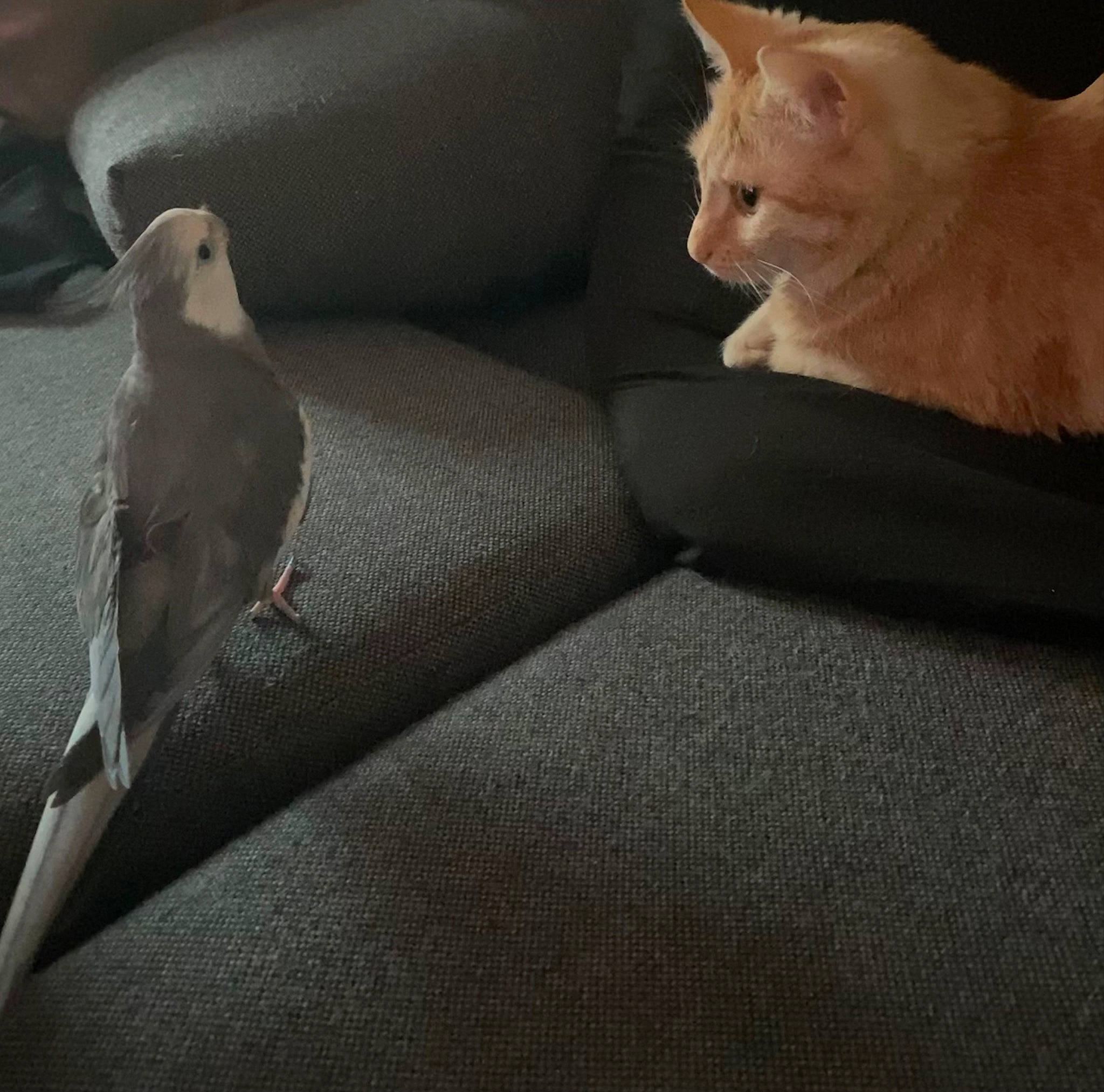 Kirby a rejoint le concours — aidez-le/la à gagner de superbes lots ! bird, carnivore, cat, comfort, couch, darkness, fawn, felidae, flooring, fur, grey, hardwood, human_leg, linens, pillow, studio_couch, tail, throw_pillow, whiskers, wood