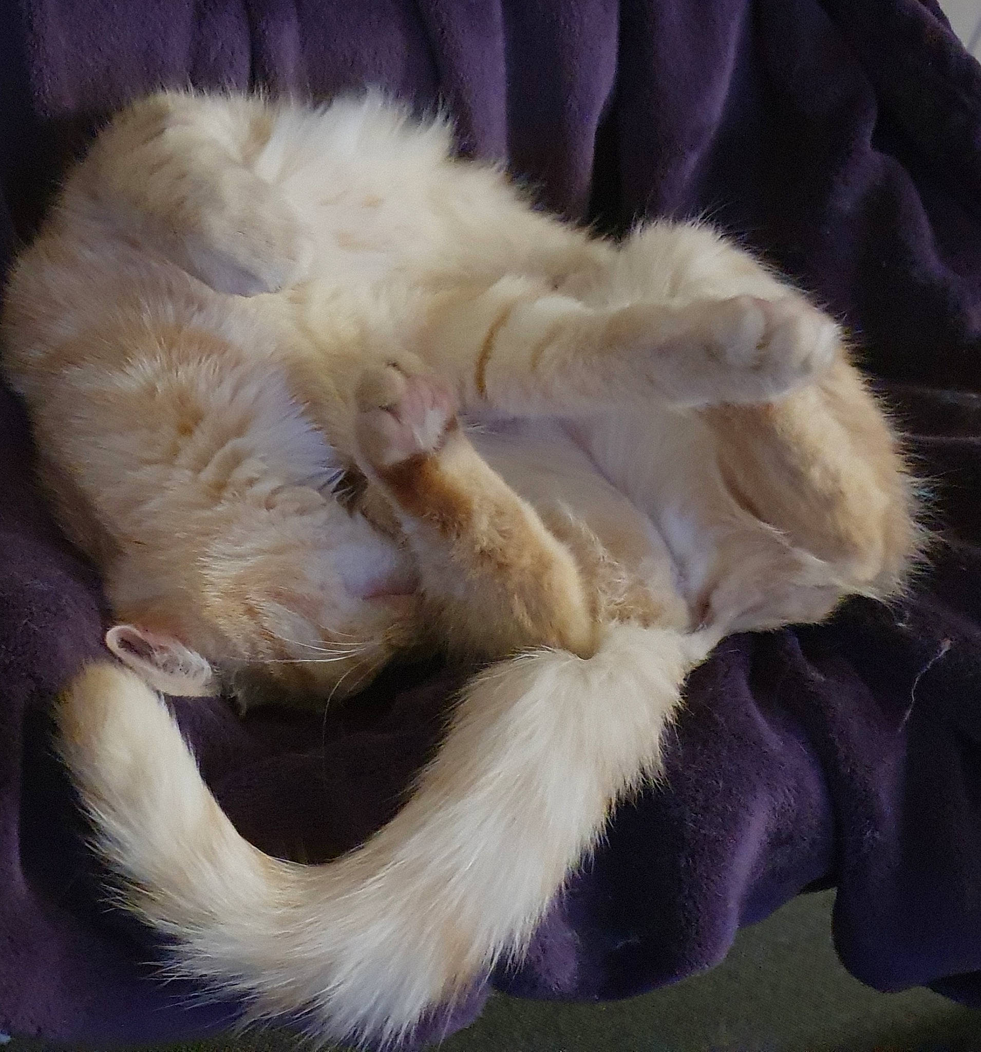 Kirby participe au concours pour gagner de l'argent avec cette photo : animal_product, canidae, carnivore, cat, claw, comfort, companion_dog, dog_breed, fawn, felidae, fur, nap, natural_material, paw, sleep, small_to_medium_sized_cats, snout, sporting_group, tail, whiskers