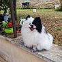 dog, fluffy, black_and_white, smiling, tongue_out, garden, flowers, potted_plants, concrete_wall, outdoor, grass, stone_wall, tree, happy, pet, animal, nature, daylight, small_dog, cute