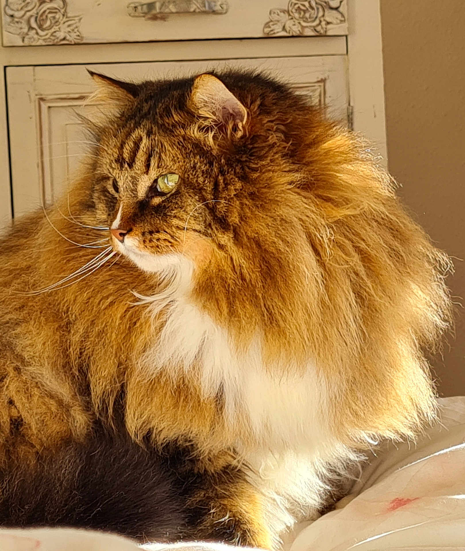 Max a rejoint le concours — aidez-le/la à gagner de superbes lots ! cat, fluffy, long_hair, indoor, sunlight, feline, pet, animal, fur, portrait, relaxed, cozy, closeup, mammal, whiskers, tabby, resting, domestic, cute, side_view