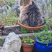 Max a rejoint le concours — aidez-le/la à gagner de superbes lots ! cat, fluffy, garden, flower_pot, plants, stone, greenery, outdoor, nature, pet, feline, fur, sitting, leaf, grass, pottery, animal, close_up, back_view, looking_back