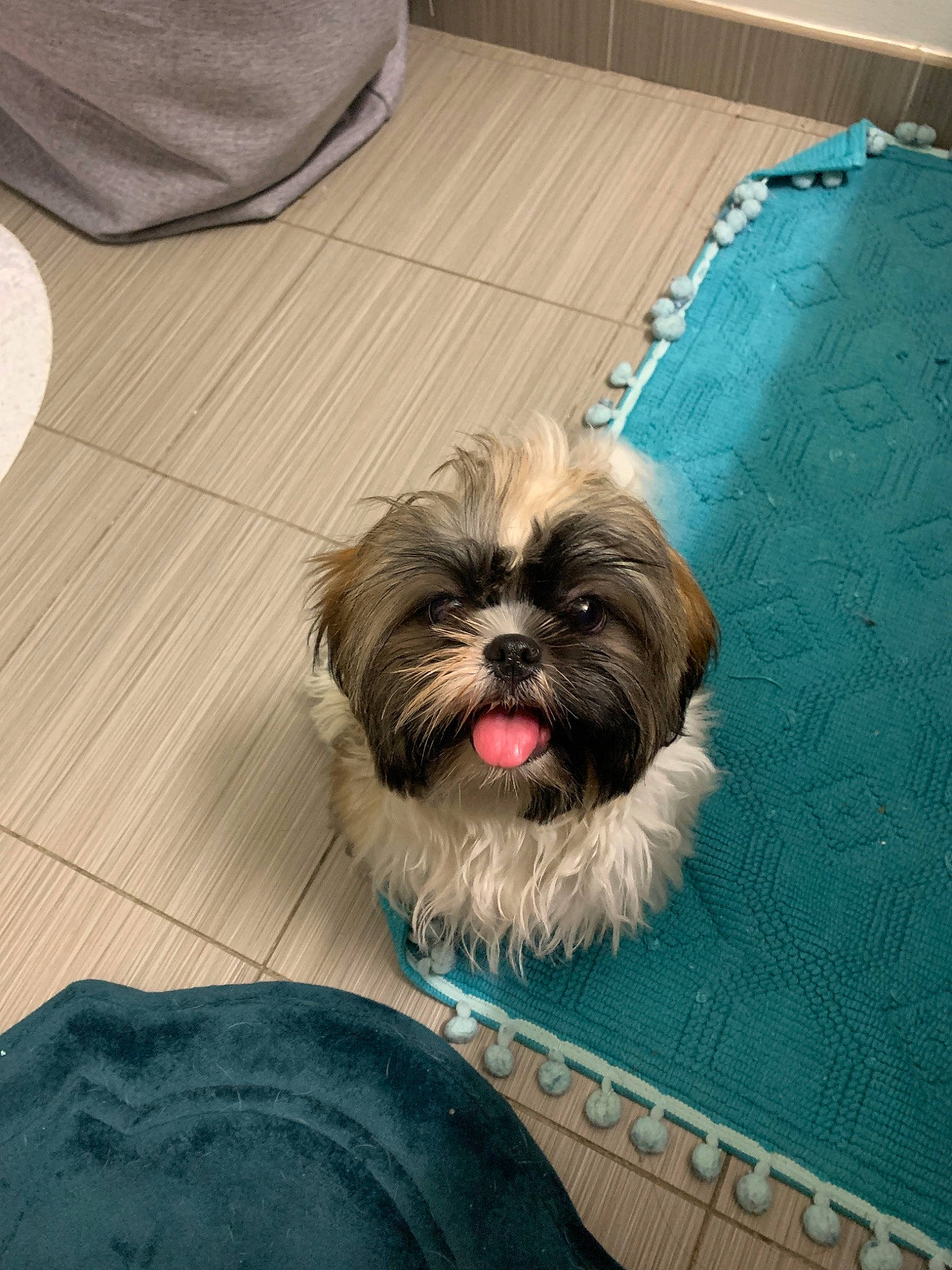 Ava Marie joined the competition — help win amazing prizes! affenpinscher, bolonka, canidae, carnivore, chinese_imperial_dog, companion_dog, dog, dog_breed, lhasa_apso, lowchen, mammal, morkie, non_sporting_group, puppy, rare_breed_dog, shih_tzu, snout, sporting_group, toy_dog, vertebrate