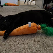 Sammy joined the competition — help win amazing prizes! animal, background, black_cat, carpet, carrot_toy, cat, curious, cute, domestic, feline, floor, indoor, lying_down, pet, pet_toy, playful, plush_toy, resting, toy, wide_eyes