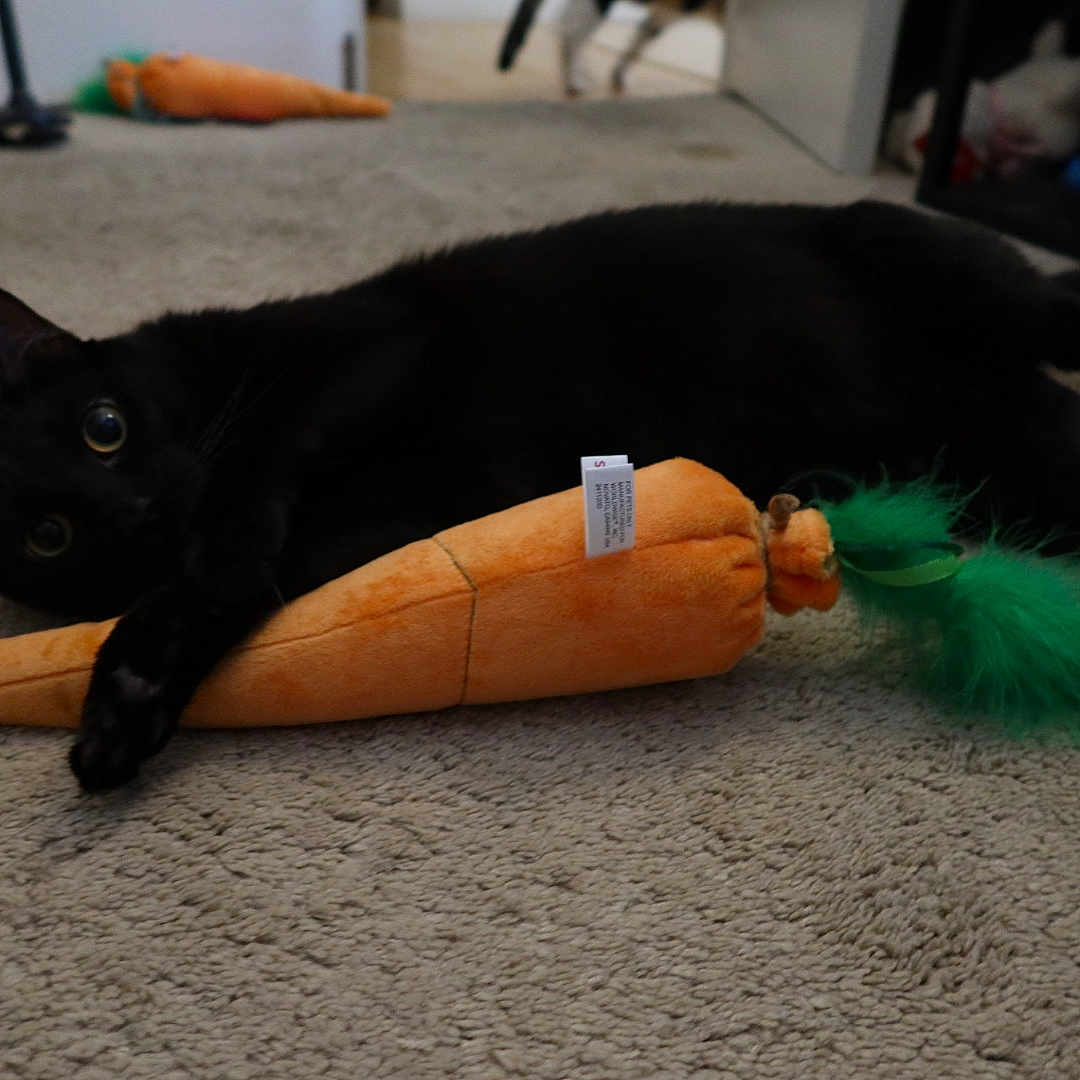 Sammy