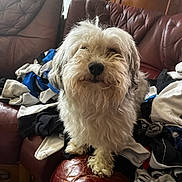 Paco a rejoint le concours — aidez-le/la à gagner de superbes lots ! dog, fluffy, living_room, leather_couch, clothes, messy, indoor, pet, fur, curious, brown, white, furniture, household_items, casual, domestic, cozy, pile, relaxed, portrait
