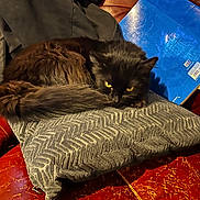Diego a rejoint le concours — aidez-le/la à gagner de superbes lots ! cat, black_cat, yellow_eyes, fluffy, pillow, gray_pillow, couch, leather_couch, red_couch, folder, blue_folder, jacket, black_jacket, indoor, pet, resting, curled_up, furniture, cozy, relaxed