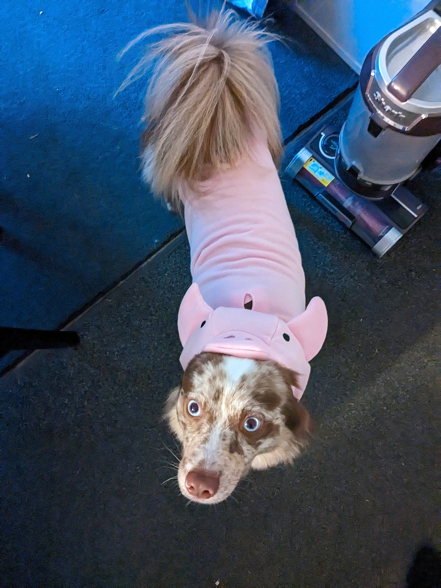 Pluto joined the competition — help win amazing prizes! canidae, carnivore, companion_dog, dog, dog_breed, dog_clothes, dog_supply, fawn, floor, flooring, fur, mammal, pet_supply, sleeve, sporting_group, t_shirt, tail, toy_dog, vertebrate, working_animal