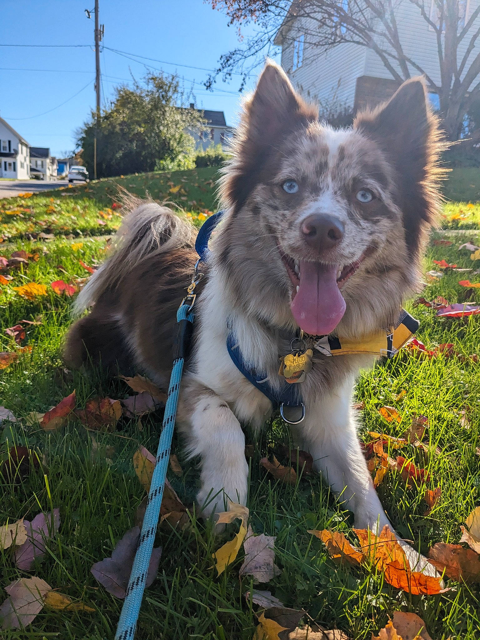 Pluto joined the competition — help win amazing prizes! canidae, carnivore, collar, companion_dog, dog, dog_breed, dog_supply, fawn, flower, fur, grass, groundcover, herding_dog, plant, sky, snout, sporting_group, tail, tree, window