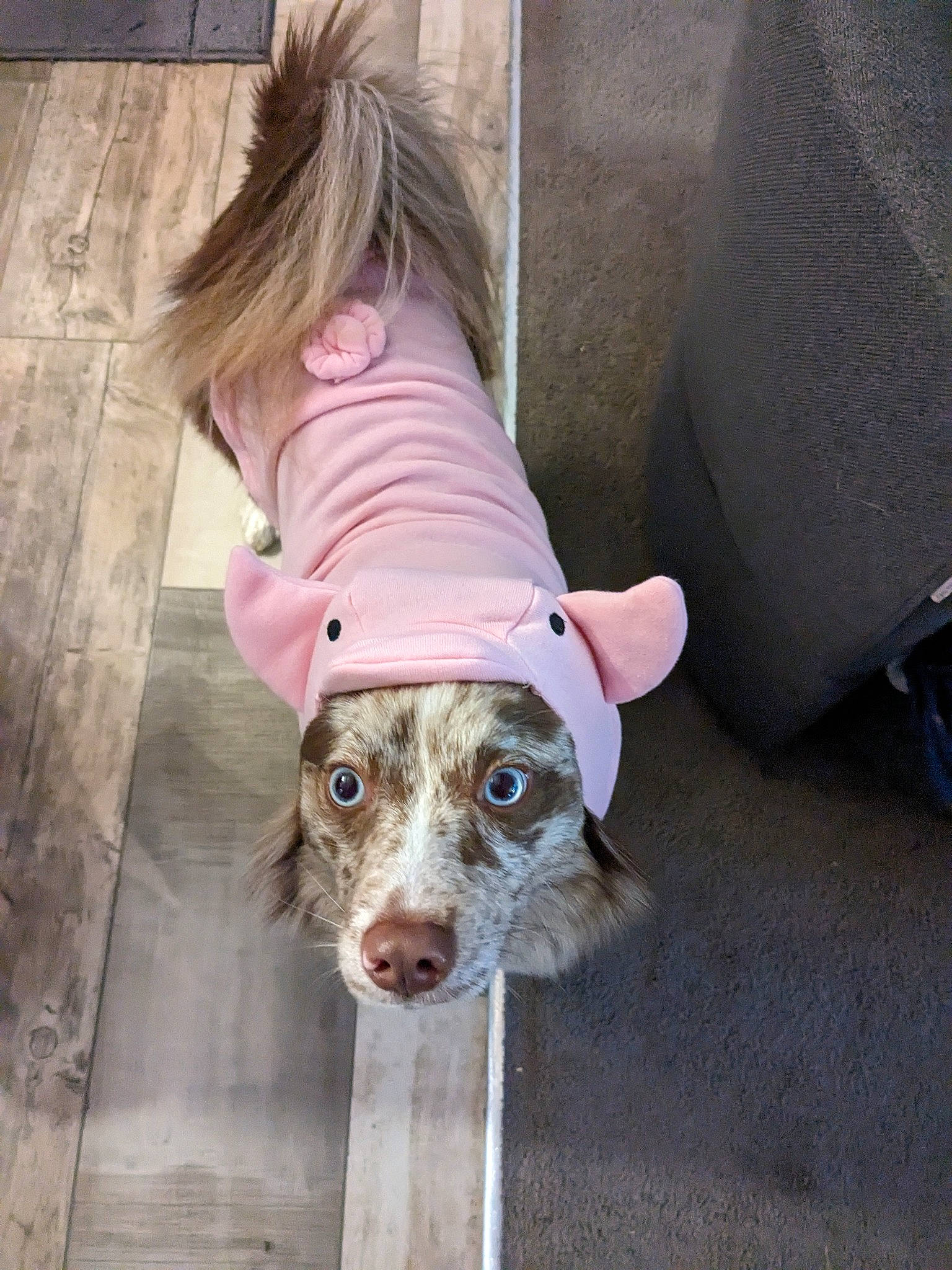 Pluto is registered to the contest to win money with this photo: canidae, carnivore, circle, companion_dog, couch, dog, dog_breed, dog_clothes, dog_supply, eyewear, fashion_accessory, fawn, fur, liver, pet_supply, sleeve, snout, sporting_group, whiskers, working_animal