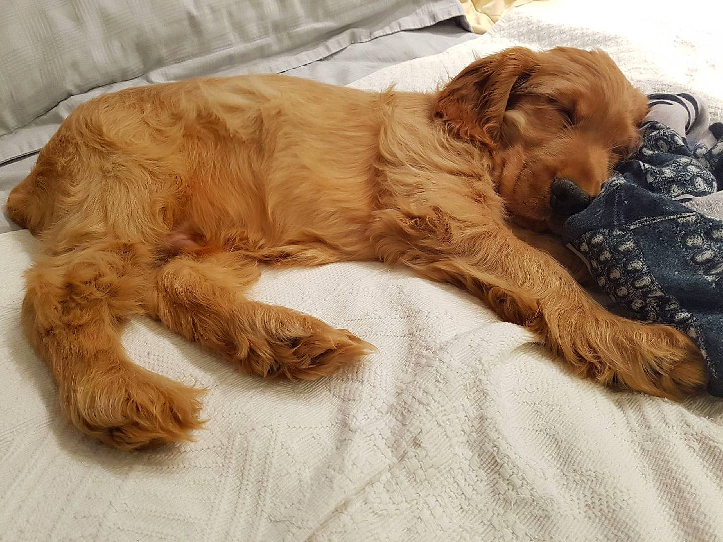 Nougat participe au concours pour gagner de l'argent avec cette photo : canidae, carnivore, cavapoo, cockapoo, cocker_spaniel, companion_dog, dog, dog_breed, english_cocker_spaniel, golden_retriever, goldendoodle, labradoodle, liver, mammal, puppy, spaniel, sporting_group, vertebrate