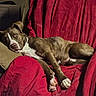 Sadie is registered to the contest to win money with this photo: dog, brown, white, couch, pillow, red_cushion, indoor, pet, relaxed, laying_down, fur, paw, snout, ears, looking, comfortable, domestic, animal, home, resting