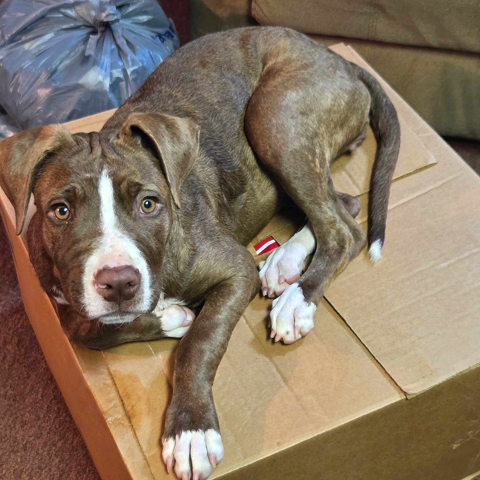 Sadie is registered to the contest to win money with this photo: dog, puppy, brindle, cardboard_box, indoor, carpet, brown, white_paws, tail, ears, eyes, nose, pet, cute, animal, relaxed, laying_down, young_dog, fur, domestic_animal