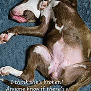Sadie is registered to the contest to win money with this photo: dog, brown, white, lying_down, relaxed, pet, canine, blanket, indoor, fur, paw, tongue, sleeping, cute, animal, mammal, playful, resting, funny, text_overlay