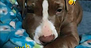 Sadie joined the competition — help win amazing prizes! puppy, dog, brown, white, face, paw, blanket, blue, cute, animal, pet, indoors, resting, closeup, text_overlay, bee_emoji, sleepy, young, canine, expression