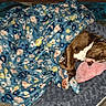 Sadie is registered to the contest to win money with this photo: dog, blanket, floral_pattern, sleeping, pet_bed, slipper, cozy, brown_dog, indoor, resting, fur, paw, comfort, domestic_animal, relaxation, cute, animal, nap, home, soft