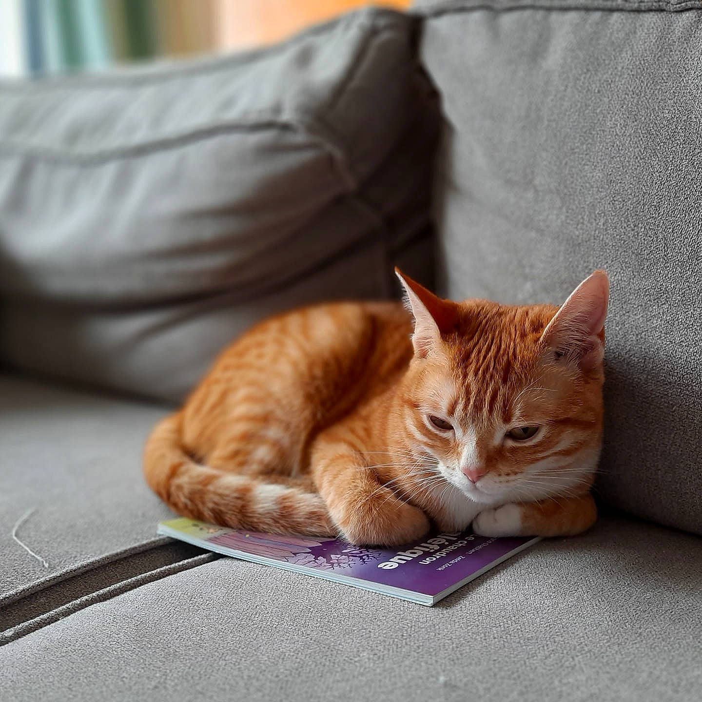 Pollen a rejoint le concours — aidez-le/la à gagner de superbes lots ! carnivore, cat, cat_supply, claw, comfort, couch, domestic_short_haired_cat, eye, fawn, felidae, fur, linens, paw, sitting, small_to_medium_sized_cats, snout, tail, textile, whiskers, wood