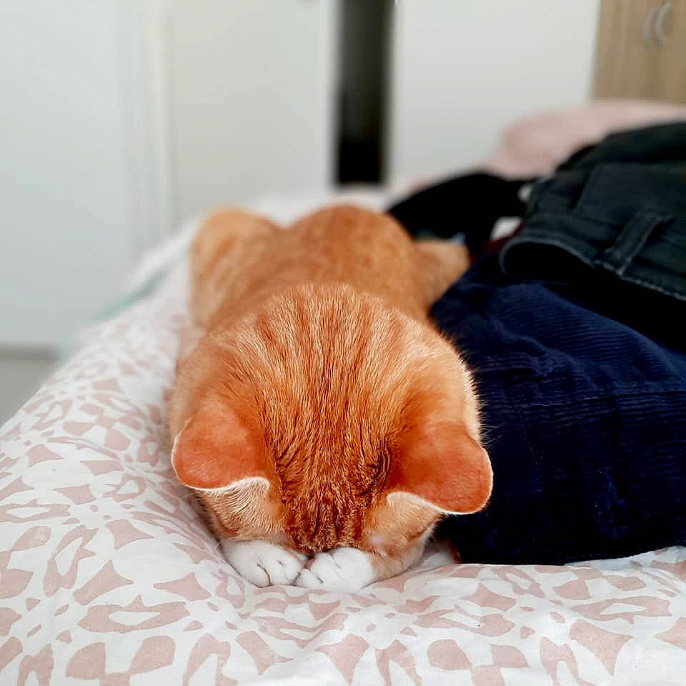 Pollen a rejoint le concours — aidez-le/la à gagner de superbes lots ! bed, carnivore, cat, comfort, companion_dog, dog_breed, fawn, felidae, flooring, foot, linens, paw, small_to_medium_sized_cats, snout, stuffed_toy, tail, textile, whiskers, wood, wool