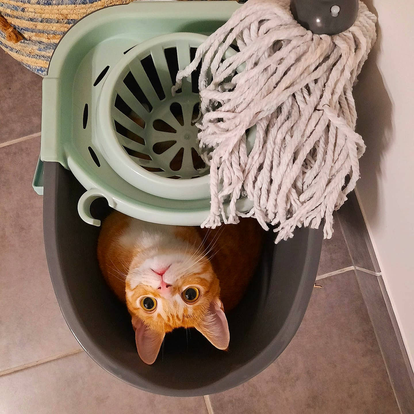 Pollen a rejoint le concours — aidez-le/la à gagner de superbes lots ! art, auto_part, automotive_wheel_system, baby_toys, bone, dinosaur, electrical_wiring, fashion_accessory, hardwood, household_supply, metal, natural_material, rope, stuffed_toy, thread, toy, wire, wood, wool, woolen