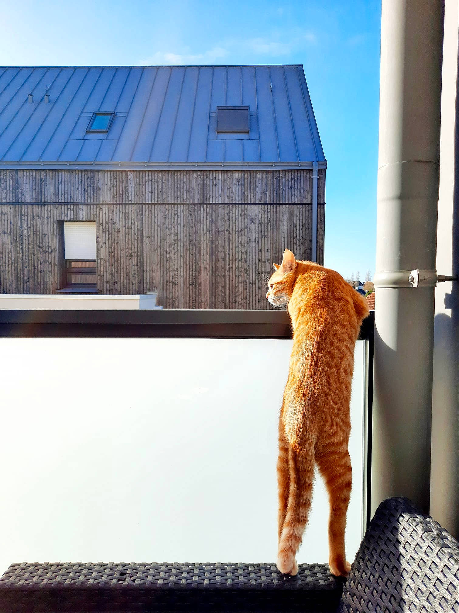 Pollen a rejoint le concours — aidez-le/la à gagner de superbes lots ! azure, building, carnivore, cat, facade, fawn, felidae, house, line, rectangle, roof, siding, sky, small_to_medium_sized_cats, snout, tail, tints_and_shades, whiskers, window, wood