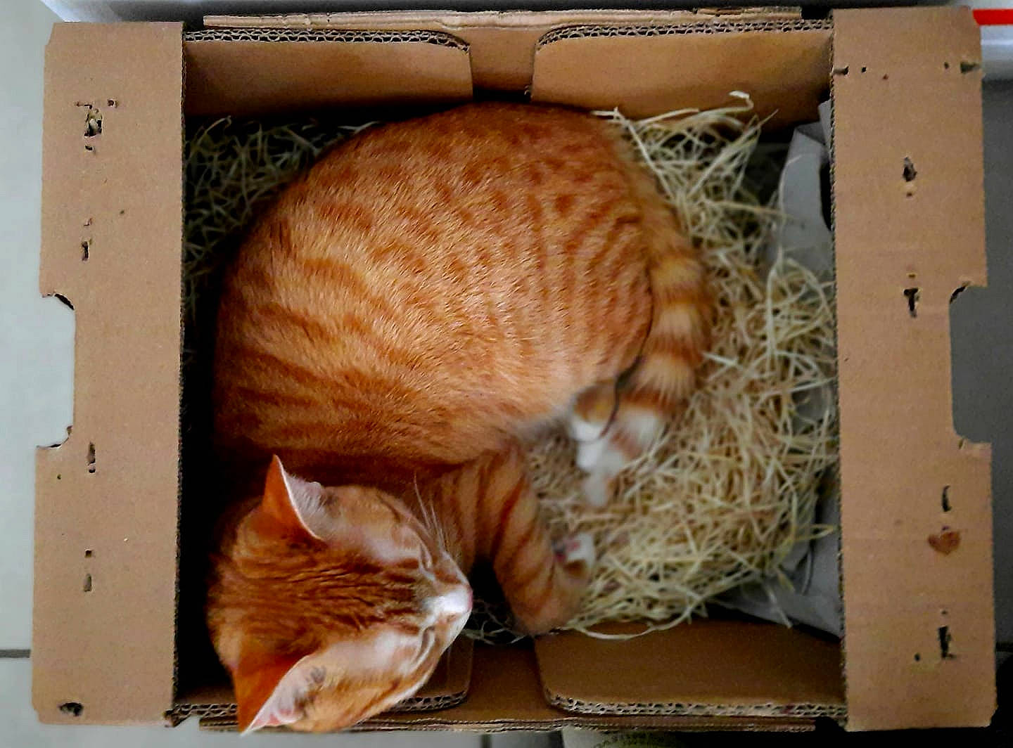 Pollen a rejoint le concours — aidez-le/la à gagner de superbes lots ! animal_shelter, basket, brown, carnivore, cat, cat_supply, comfort, domestic_short_haired_cat, fawn, felidae, fur, mammal, small_to_medium_sized_cats, snout, tail, terrestrial_animal, vertebrate, whiskers, wicker, wood