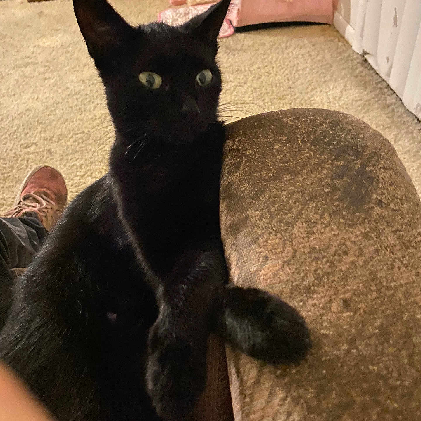 Maiden joined the competition — help win amazing prizes! alert, animal, black_cat, carpet, cat, closeup, couch, cozy, curious, domestic, ears, feline, furniture, home, indoor, mammal, paw, pet, resting, whiskers